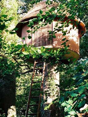 The Tree House surrounded by beech trees in summer.